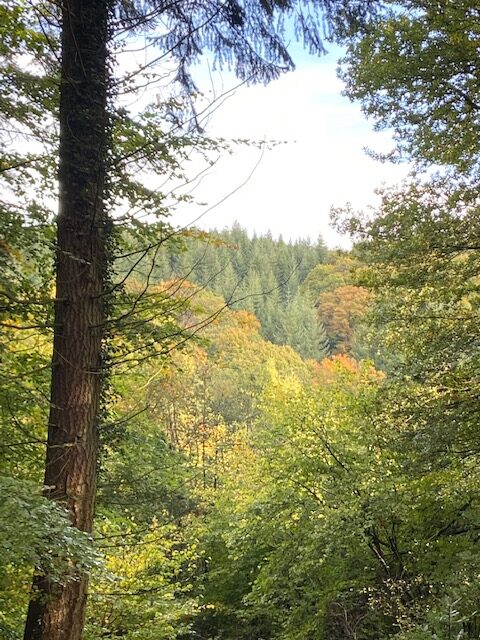 Beautiful Forest Walks in the Forest of Dean