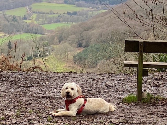 Dog-Friendly Holiday Cottage in the Wye Valley