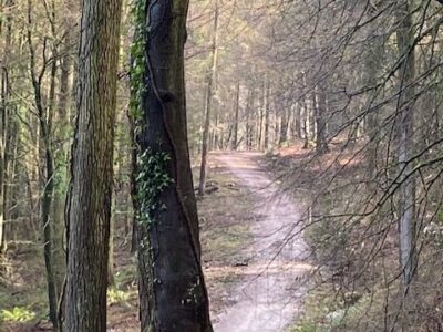 Forest Walks in the Forest of Dean