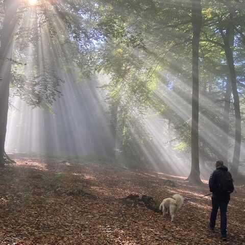 Autumn sunrays - Dog Friendly Holiday Cottages Wye Valley Forest of Dean