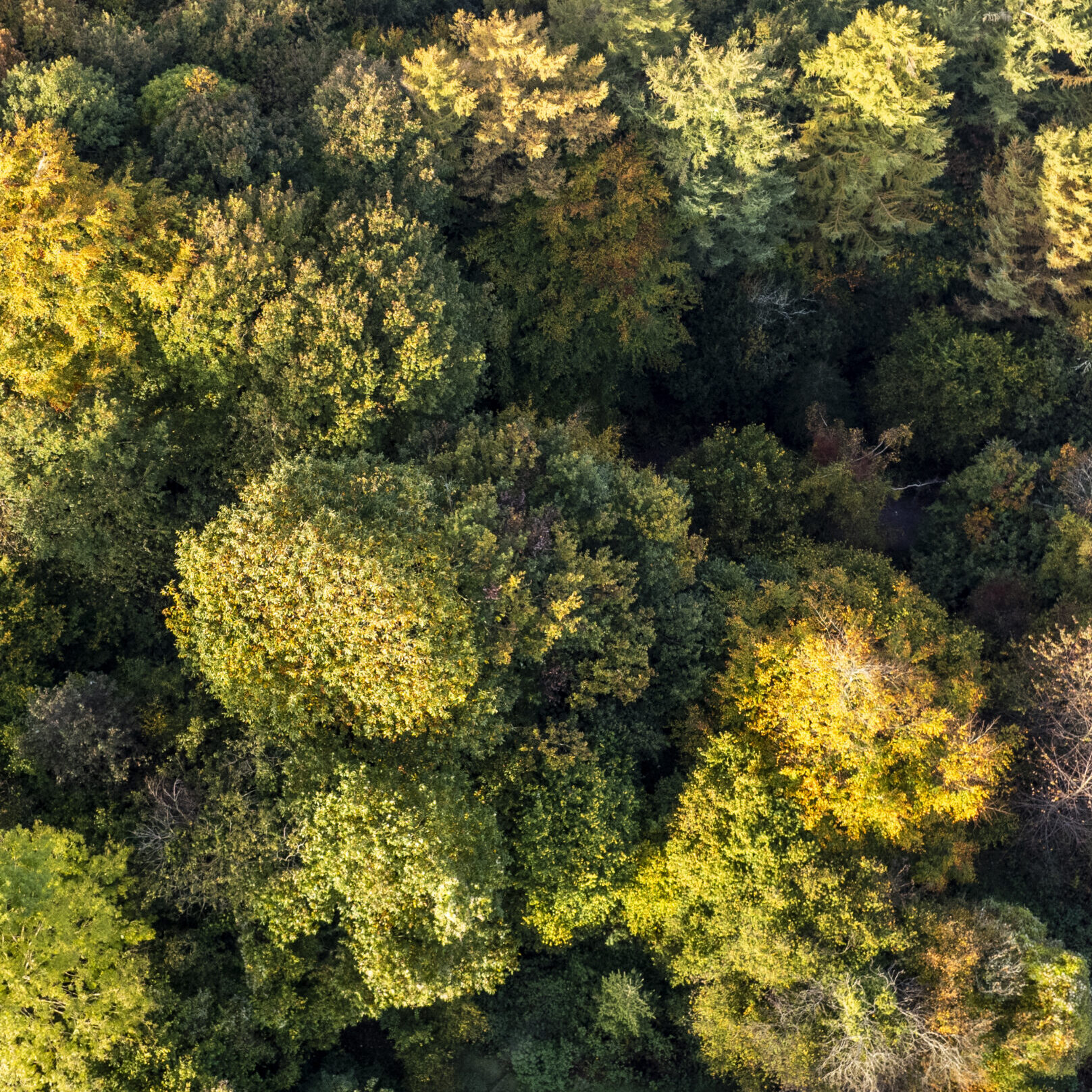 Forest bathing - Rowan Tree Retreat style