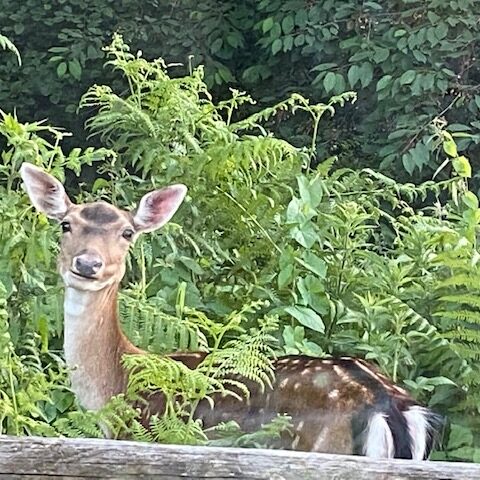 Roe Deer - Dog Friendly Holiday Cottage Wye Valley Forest of Dean Hot Tub Log Cabin