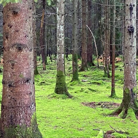 Mallards Pike forest walk - Dog Friendly Holiday Cottages Wye Valley Forest of Dean forest cabin hot tub