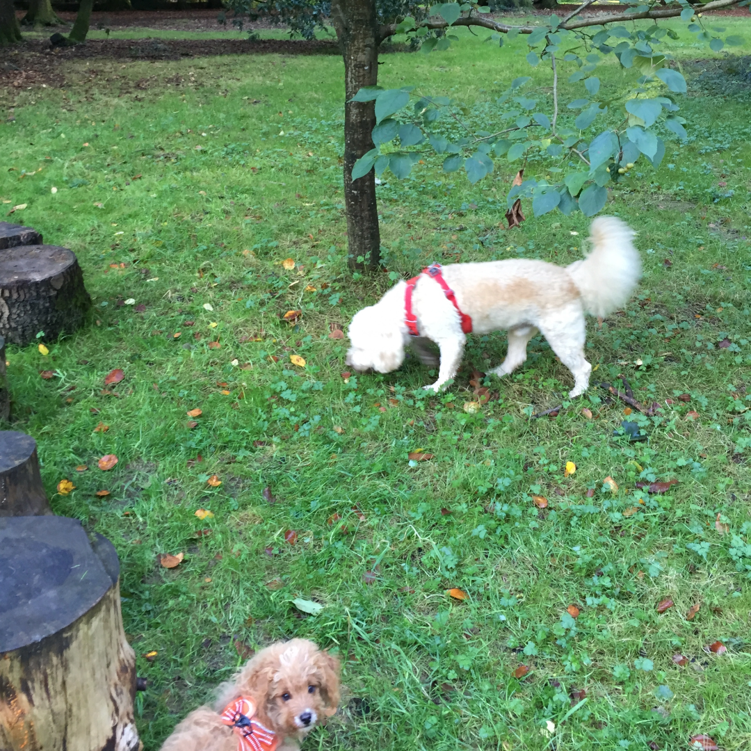 Dog walks in forest of dean cyril hart arboretum | luxury cabin with hot tub forest holiday sleeps up to 4 close to symonds yat viewpoint